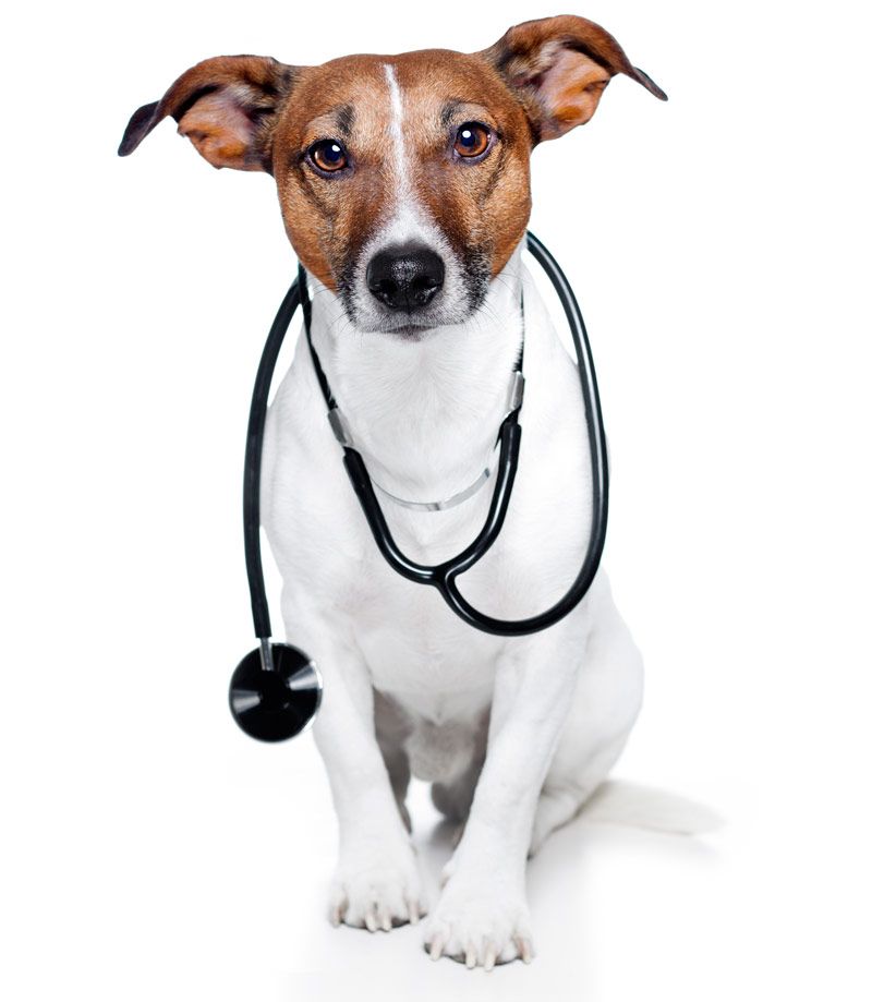atención médica de mascotas