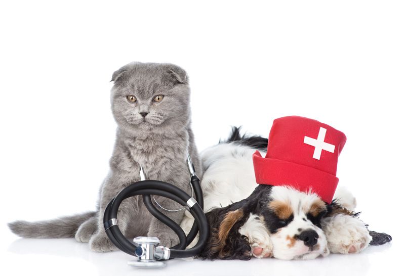 Perro y gato en centro veterinario